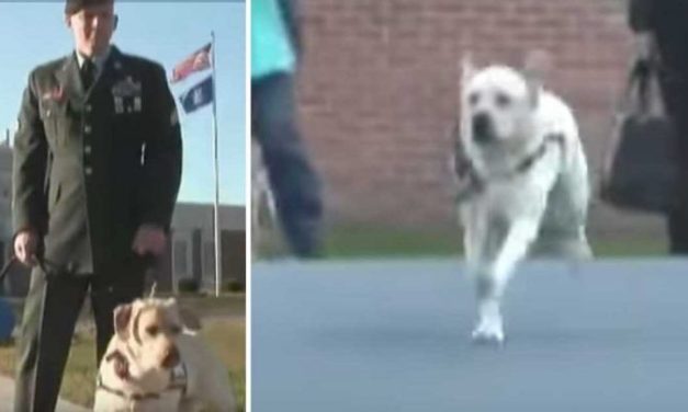 Veteran Visits Prison With Service Dog – Then Dog Sprints Towards Inmate