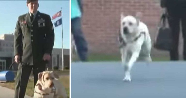 Veteran Visits Prison With Service Dog – Then Dog Sprints Towards Inmate