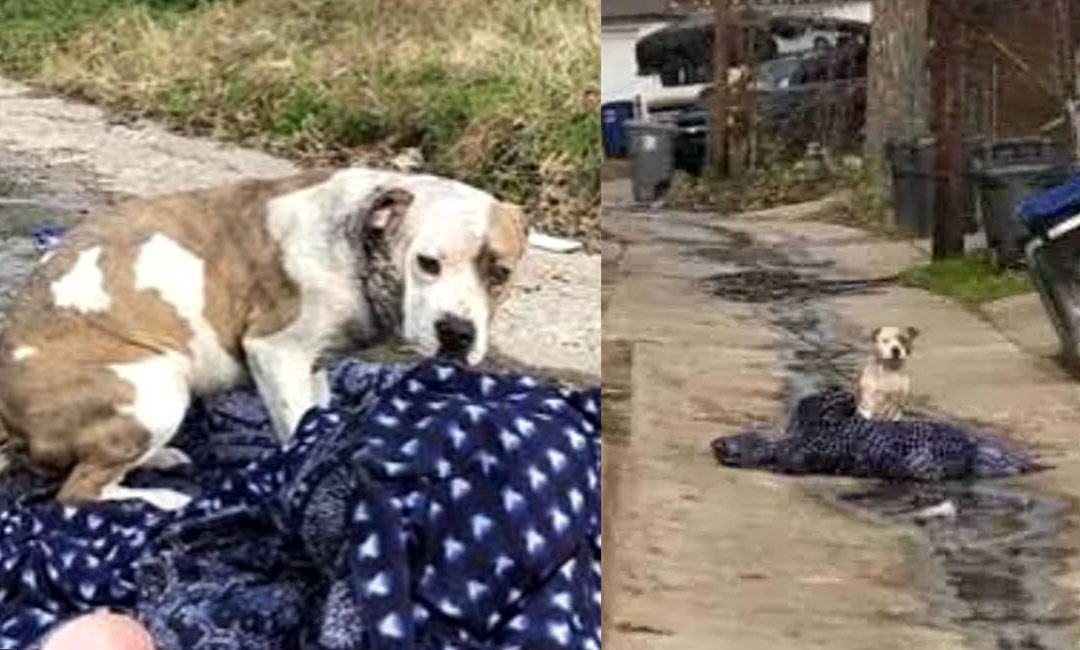Dog Abandoned By His Family Still Waits On Her Blanket Hoping They Will Return