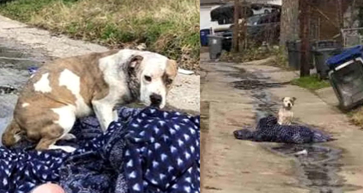 Dog Abandoned By His Family Still Waits On Her Blanket Hoping They Will Return