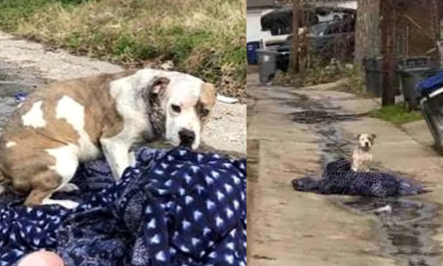 Dog Abandoned By His Family Still Waits On Her Blanket Hoping They Will Return