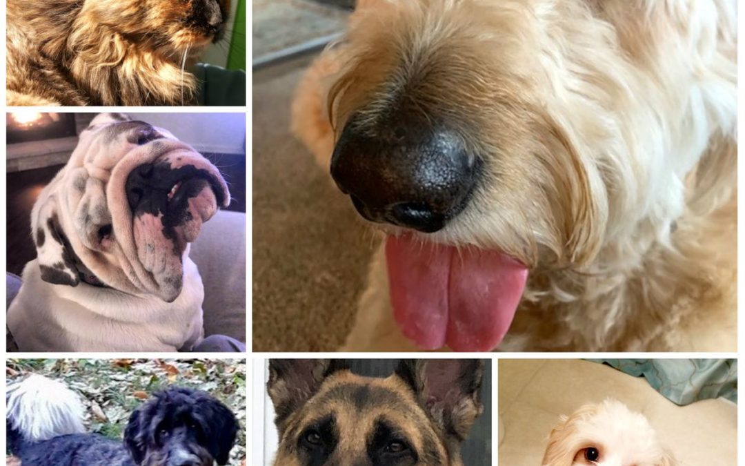 3 Dogs & 1 Cat In The Race of Cleveland’s Funniest Pet Video