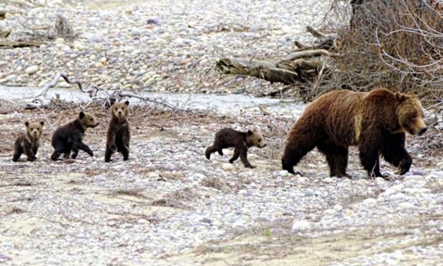World’s Most Famous 24-Year-Old Grizzly Bear Emerges From Hibernation With Four Little Cubs