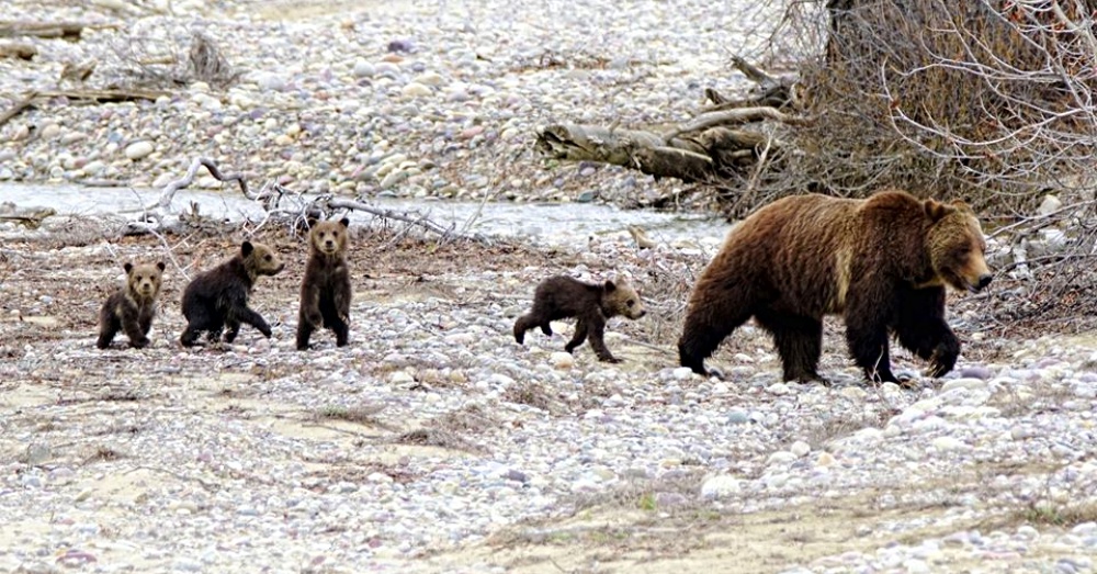 World’s Most Famous 24-Year-Old Grizzly Bear Emerges From Hibernation With Four Little Cubs