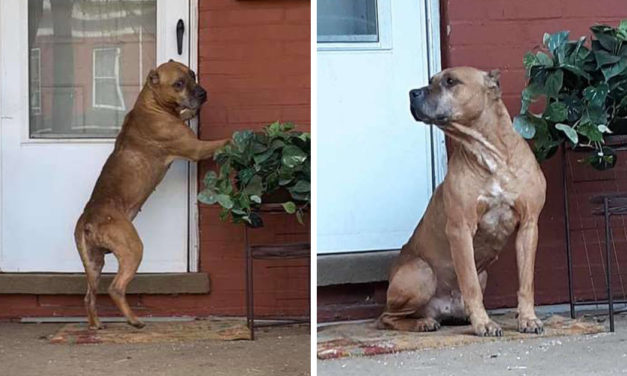 Heartbroken Dog Waits On The Porch After His Family Moved Away And Left Him Behind