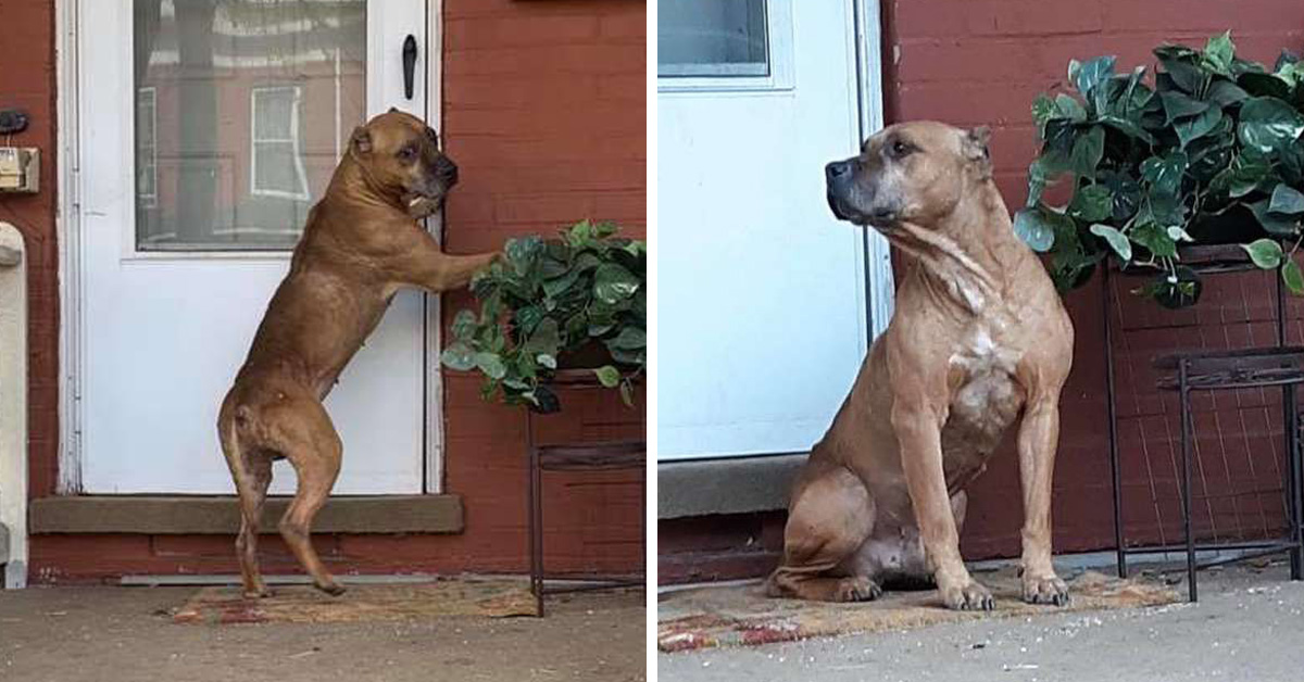 Heartbroken Dog Waits On The Porch After His Family Moved Away And Left Him Behind