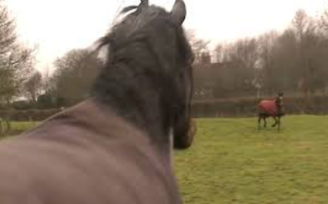 Two Horses Who Were Best Friends While Babies Have The Most Incredible Reunion