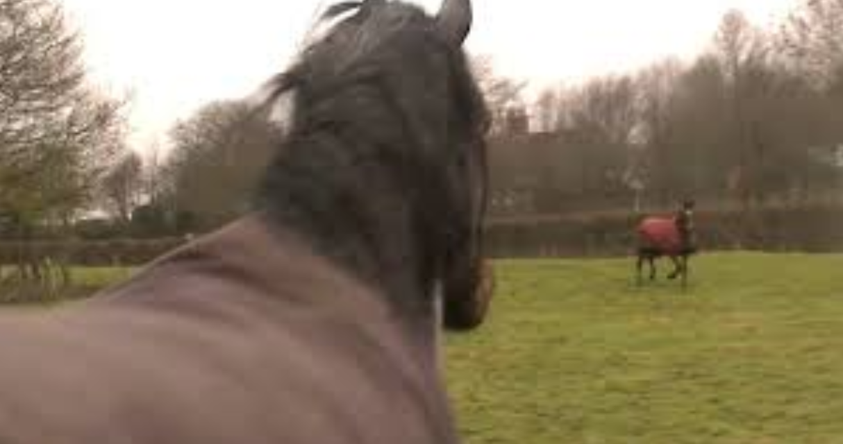 Two Horses Who Were Best Friends While Babies Have The Most Incredible Reunion