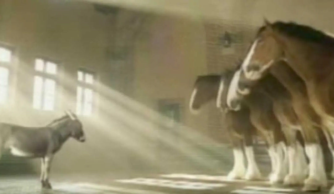 Tiny Donkey Wants To Be A Clydesdale, Explains Why In An Adorable Video