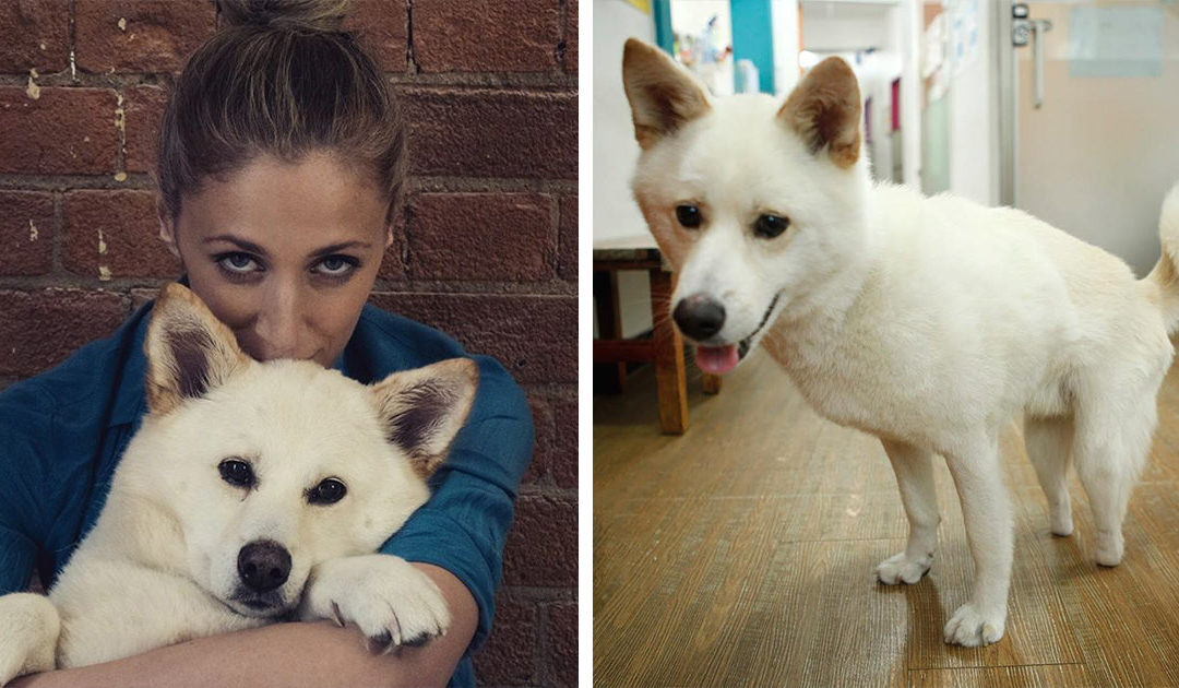 A Woman Traveled All The Way To South Korea To Rescue A Dog From Being Eaten