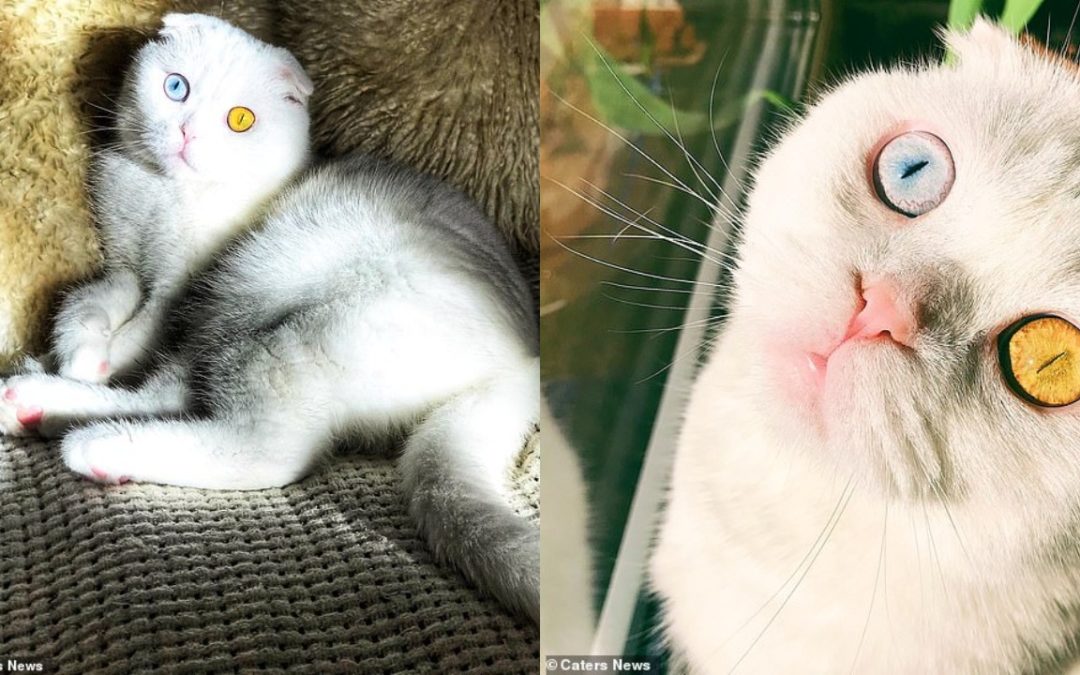 Meet Joseph, Gorgeous Scottish Fold Cat That Has Amazing Different-Coloured Eyes