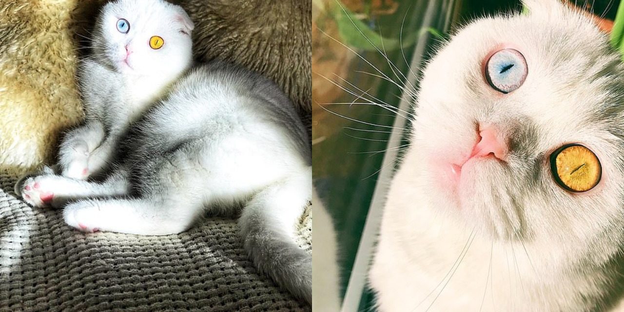 Meet Joseph, Gorgeous Scottish Fold Cat That Has Amazing Different-Coloured Eyes