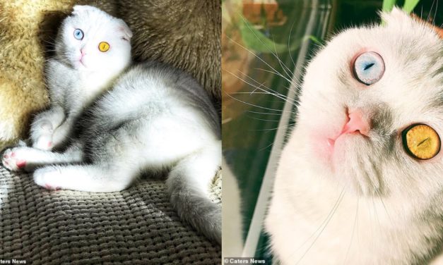 Meet Joseph, Gorgeous Scottish Fold Cat That Has Amazing Different-Coloured Eyes