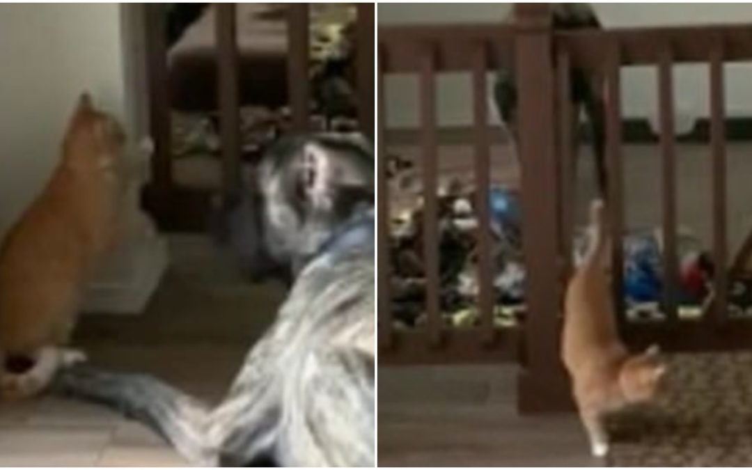 Hilarious Footage of a Kitten Who Lures Playful Dog Into Pet Pen And Shuts Him In