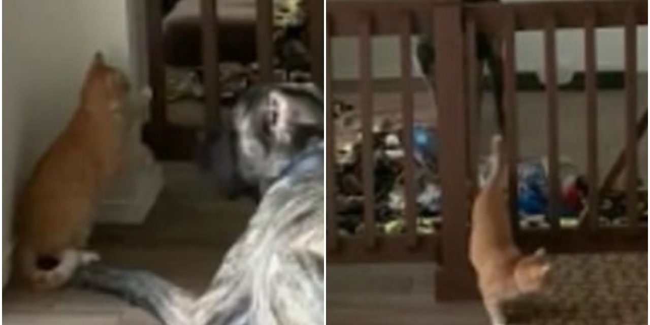 Hilarious Footage of a Kitten Who Lures Playful Dog Into Pet Pen And Shuts Him In