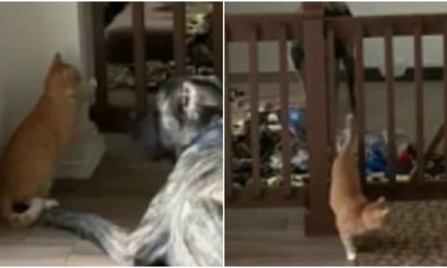 Hilarious Footage of a Kitten Who Lures Playful Dog Into Pet Pen And Shuts Him In