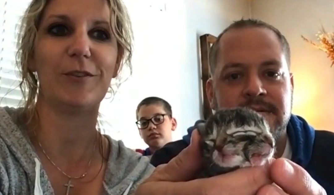 Barn Cat Gives Birth To A Kitten With Two Faces