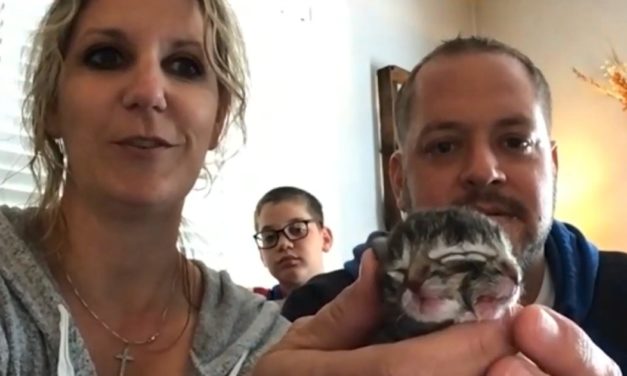 Barn Cat Gives Birth To A Kitten With Two Faces