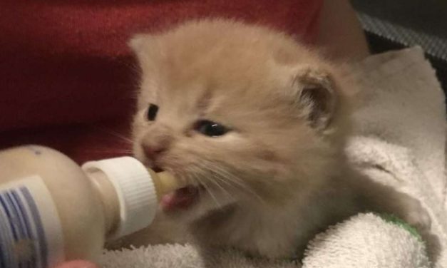 Young Kitten Gets Stuck Under a Home, Police Officer Comes To Help