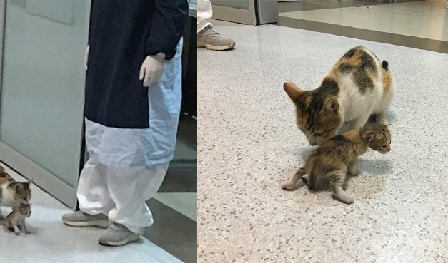 Stray Mommy Cat Brings Her Kitten To The Hospital For Help, Medics Take Care Of Them