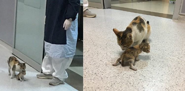Stray Mommy Cat Brings Her Kitten To The Hospital For Help, Medics Take Care Of Them