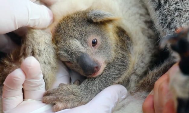 The First Baby Koala Born Since the Australian Wildfires Is A Symbol of Hope For The Wildlife