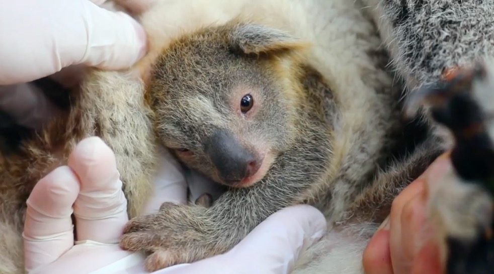 The First Baby Koala Born Since the Australian Wildfires Is A Symbol of Hope For The Wildlife