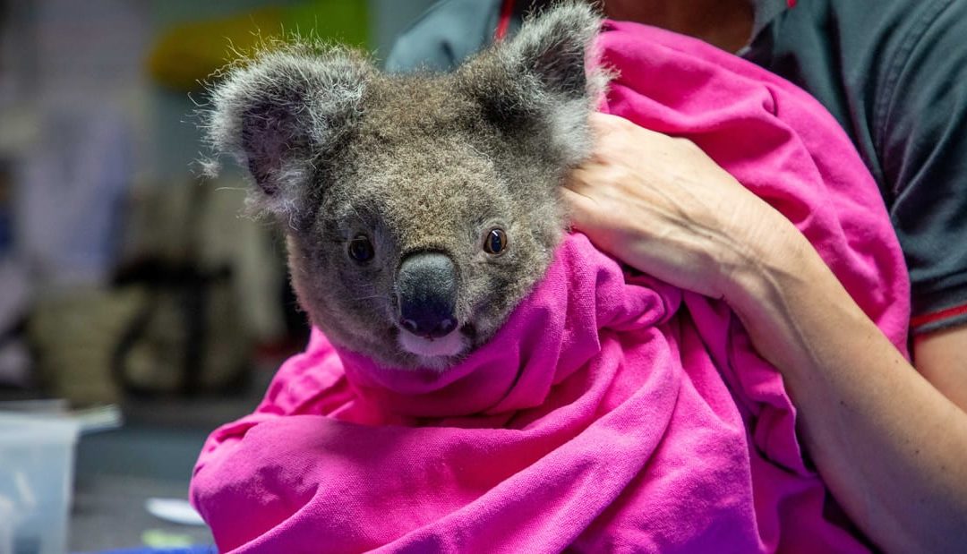Lucky Koala Gets a Second Chance at Life, Released Back Into Wild