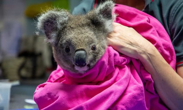 Lucky Koala Gets a Second Chance at Life, Released Back Into Wild