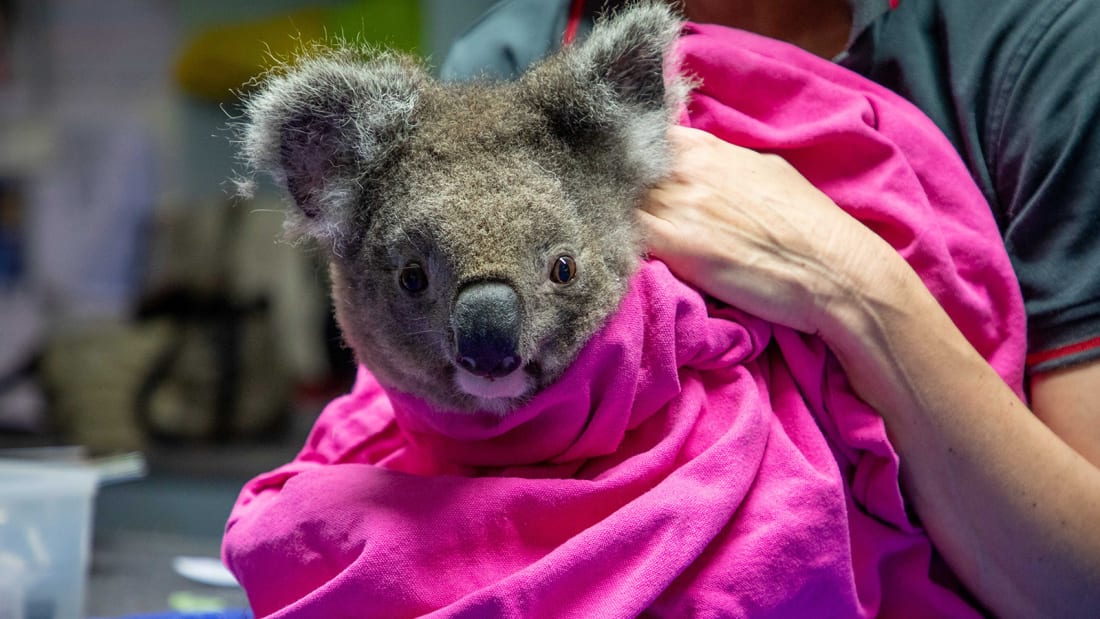 Lucky Koala Gets a Second Chance at Life, Released Back Into Wild