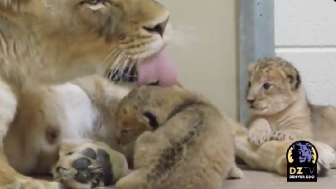 FirstTime Mom Lioness Celebrates Mother's Day With Her Newborn Cubs at(01)