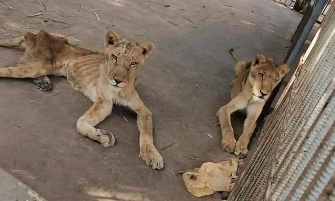 Heartbreaking Images Of Starved Lions In Sudanese Park Prompts Online Campaign To Save Them