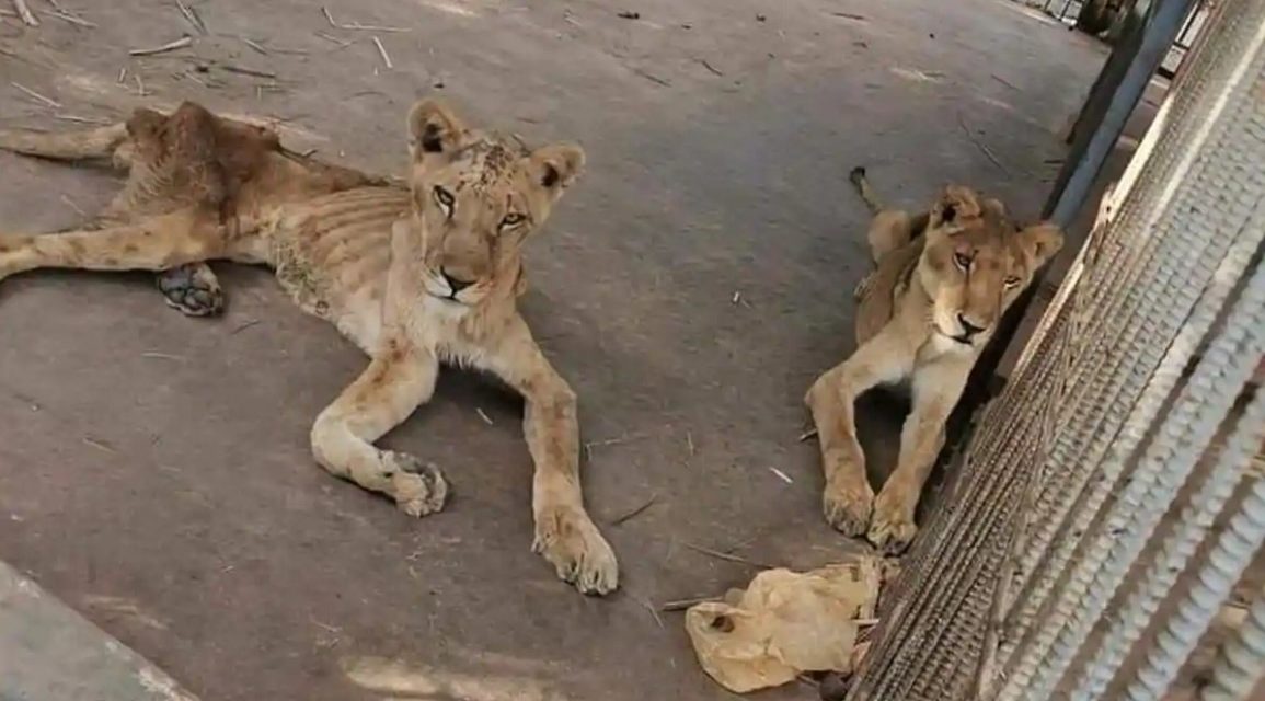 Heartbreaking Images Of Starved Lions In Sudanese Park Prompts Online Campaign To Save Them