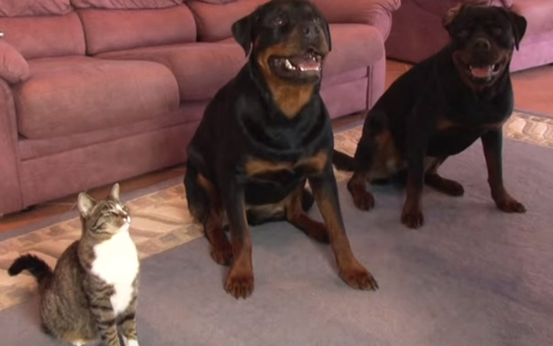 Smart Cat Does Tricks On Command Just Like Her Two Rottweiler Brothers