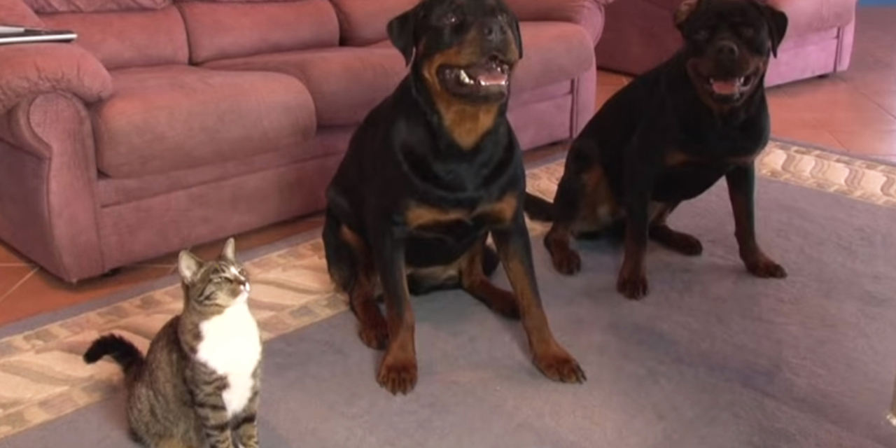 Smart Cat Does Tricks On Command Just Like Her Two Rottweiler Brothers