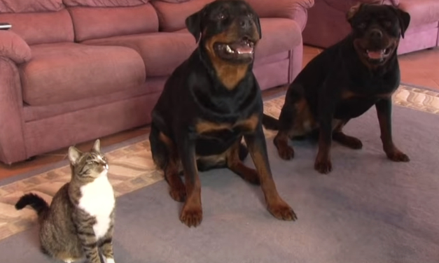 Smart Cat Does Tricks On Command Just Like Her Two Rottweiler Brothers