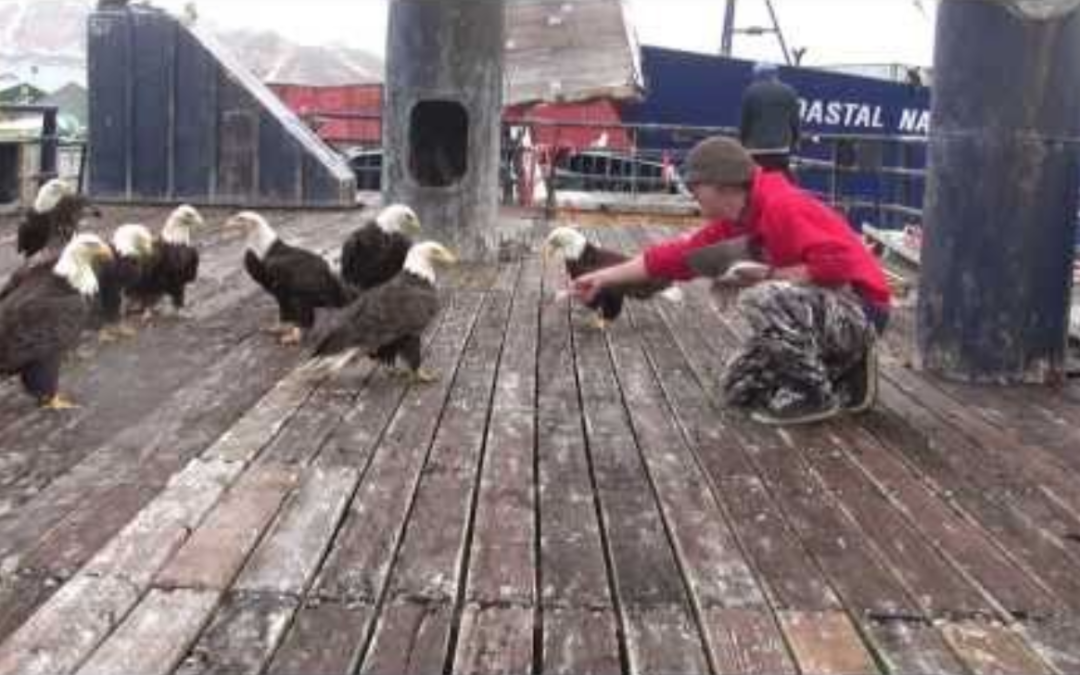 Fisherman Feeds A Flock Of Majestic Eagles Right By His Feet – Only In Alaska