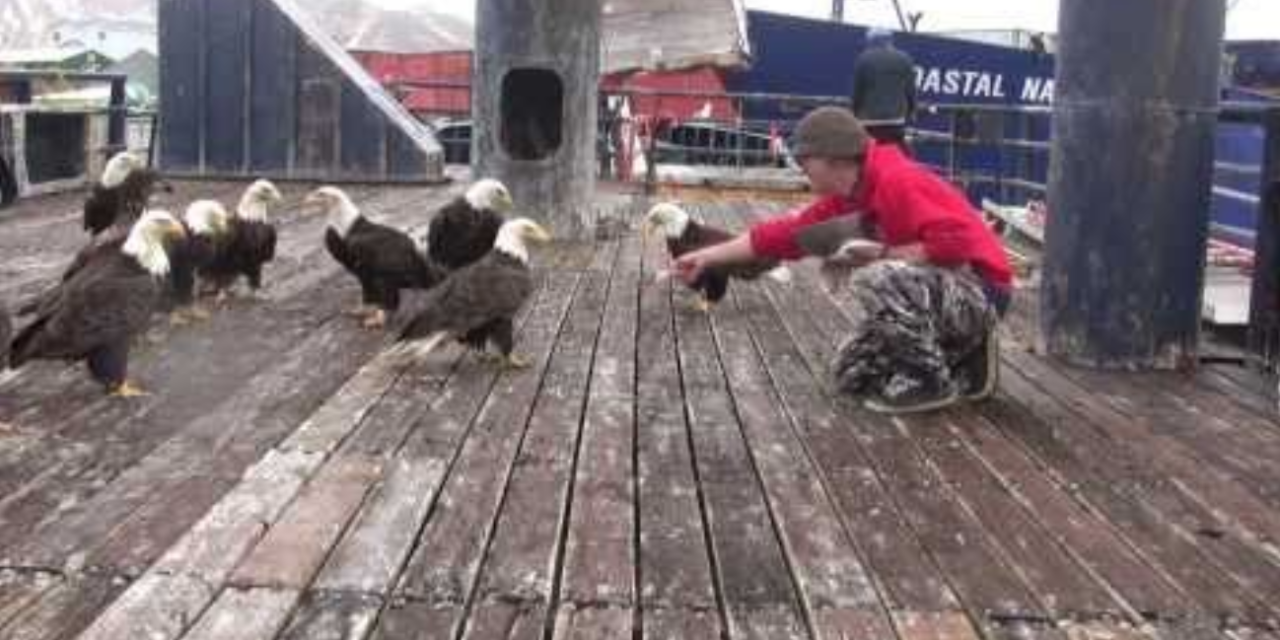 Fisherman Feeds A Flock Of Majestic Eagles Right By His Feet – Only In Alaska