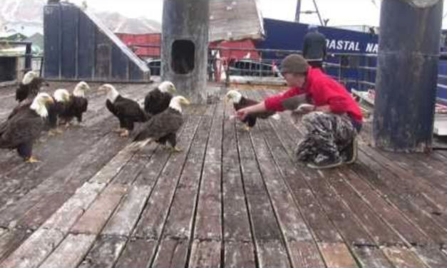 Fisherman Feeds A Flock Of Majestic Eagles Right By His Feet – Only In Alaska