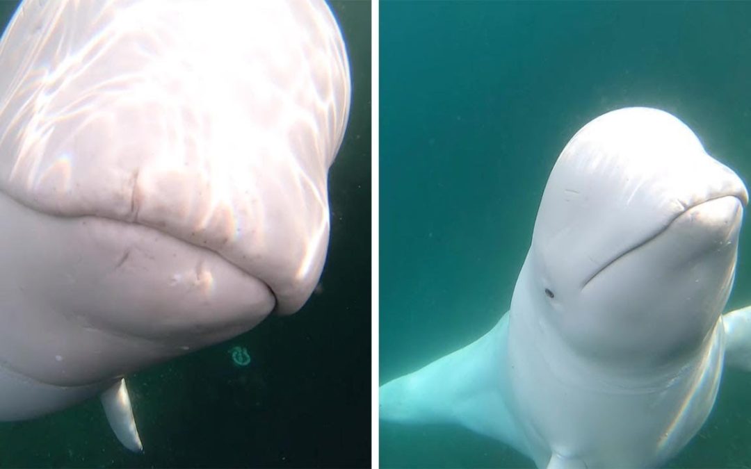 Beluga Whale Takes Kayaker’s Go Pro Camera For a Ride