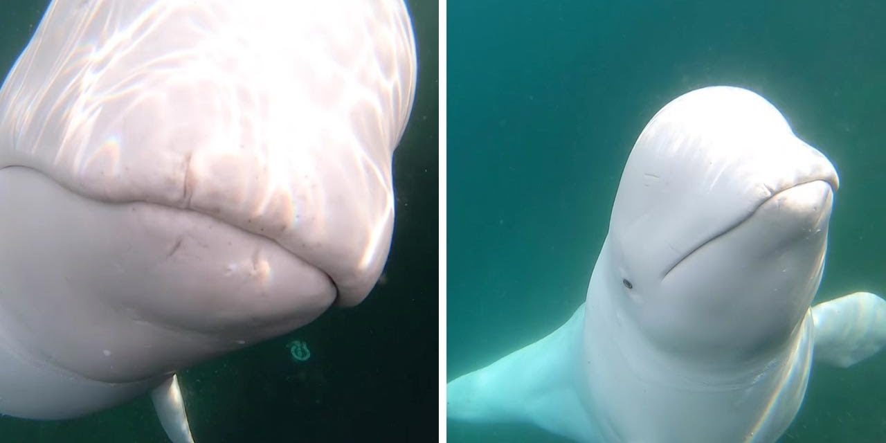 Beluga Whale Takes Kayaker’s Go Pro Camera For a Ride