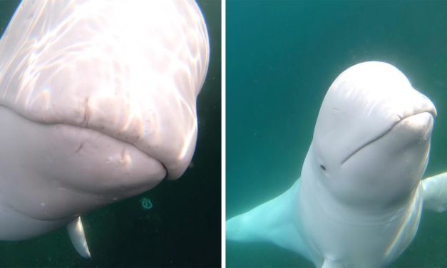 Beluga Whale Takes Kayaker’s Go Pro Camera For a Ride