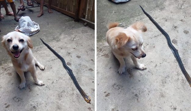 Brave Dog Tragically Dies After Saving Its Owner From A Venomous Snake