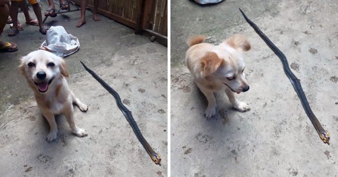 Brave Dog Tragically Dies After Saving Its Owner From A Venomous Snake