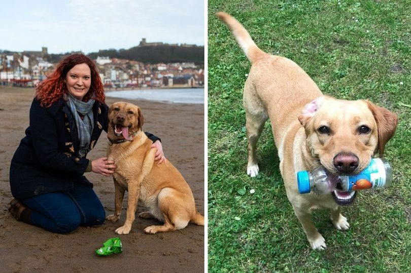 Meet Molly, The Labrador That Cleaned 250,000 Pieces Of Litter On Scarborough Beach