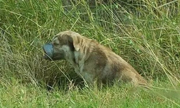 Dog Can’t Stop Wagging Its Tail After Being Rescued With Its Mouth Taped Shut