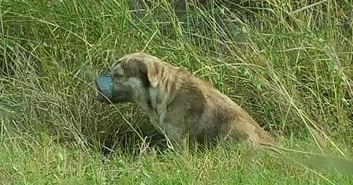 Dog Can’t Stop Wagging Its Tail After Being Rescued With Its Mouth Taped Shut