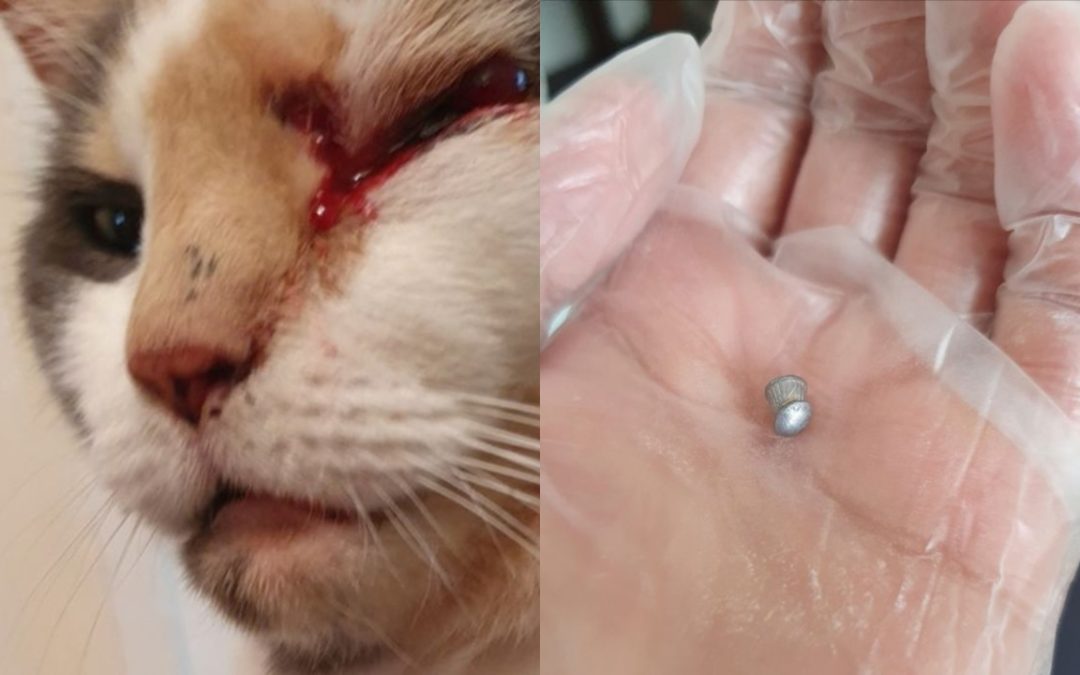 Kitty The Cat Has Been Left Blind in One Eye After Being Shot With a Pellet Gun