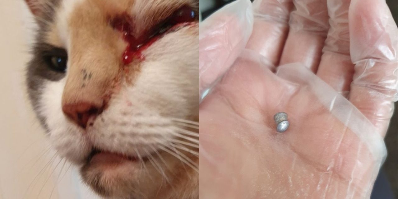 Kitty The Cat Has Been Left Blind in One Eye After Being Shot With a Pellet Gun