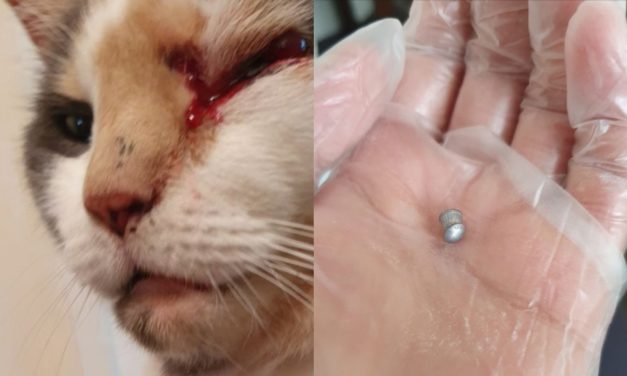 Kitty The Cat Has Been Left Blind in One Eye After Being Shot With a Pellet Gun